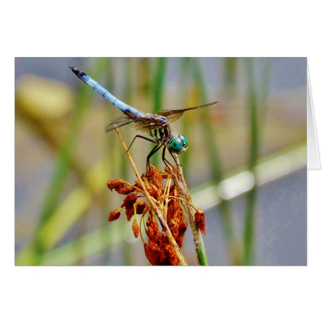 Sedge grass, and Dragonfly (Front Horizontal)
