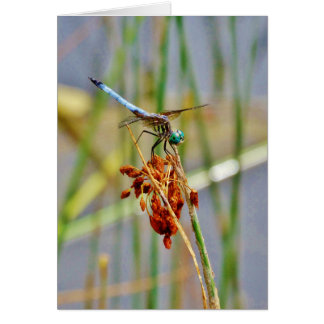 Sedge grass, and Dragonfly