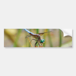 Sedge grass, and Dragonfly Bumper Sticker