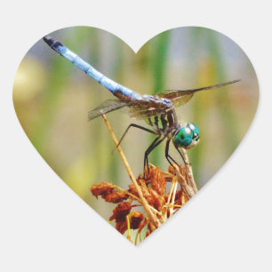 Sedge grass, and Dragonfly Heart Sticker