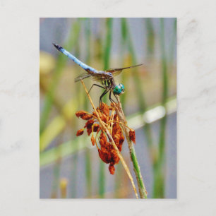 Sedge grass, and Dragonfly Postcard