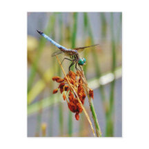 Sedge grass, and Dragonfly