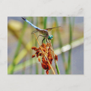 Sedge grass, and Dragonfly Postcard