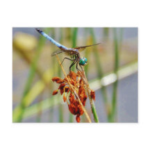 Sedge grass, and Dragonfly