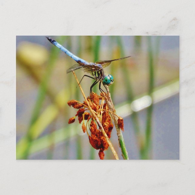 Sedge grass, and Dragonfly Postcard (Front)