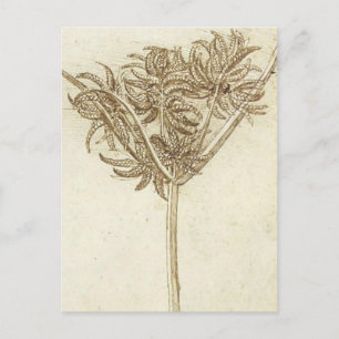 Sedge.jpg by Leonardo da Vinci Postcard