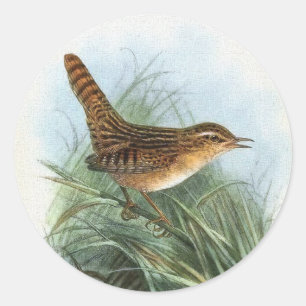 Sedge Wren Vintage Bird Illustration Classic Round Sticker