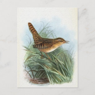 Sedge Wren Vintage Bird Illustration Postcard