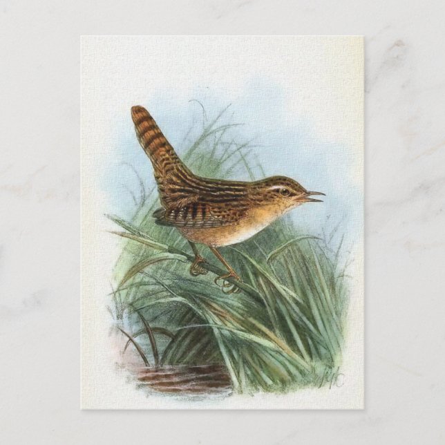 Sedge Wren Vintage Bird Illustration Postcard (Front)