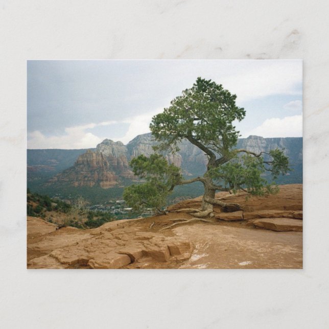 Sedona Tree Postcard (Front)