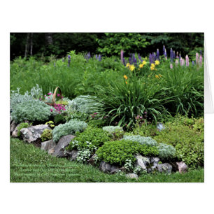 Sedum Artemisia Dianthus Rock Bed Lupine Lillies