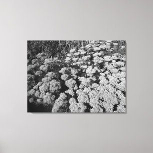Sedum Autumn Joy (B&W) Canvas Print