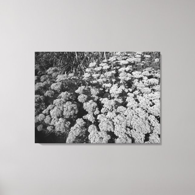 Sedum Autumn Joy (B&W) Canvas Print (Front)