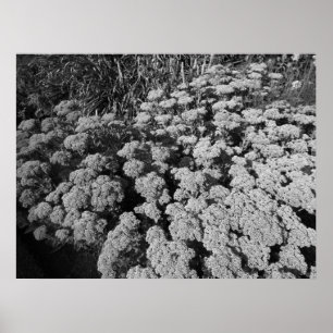 Sedum Autumn Joy (B&W) Poster
