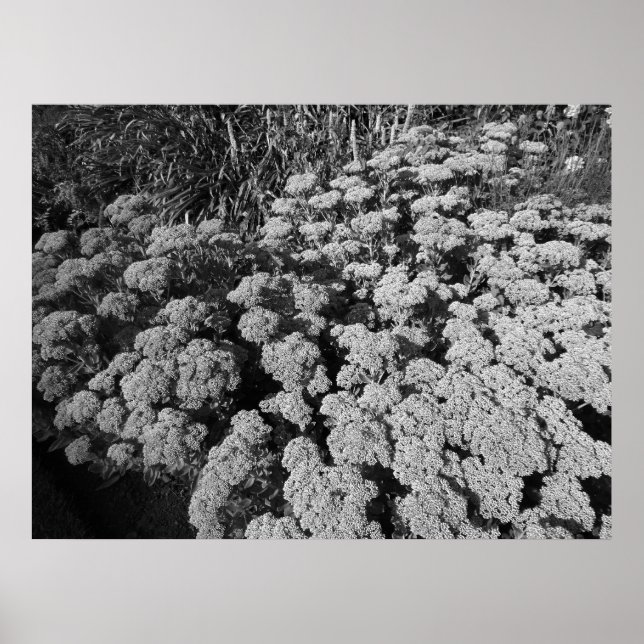 Sedum Autumn Joy (B&W) Poster (Front)