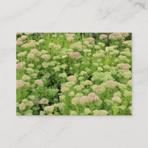 Sedum (Autumn Joy) Business Card