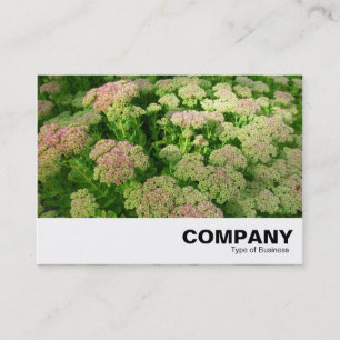 Sedum "Autumn Joy" Business Card