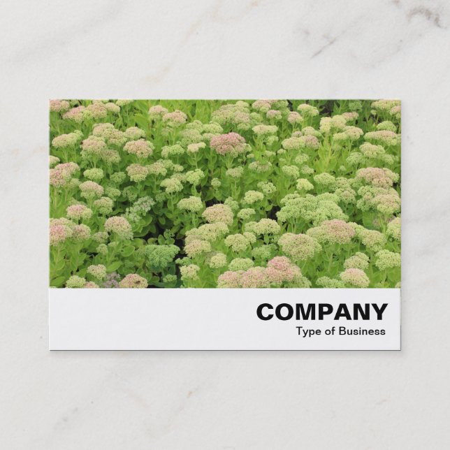 Sedum (Autumn Joy) Business Card (Front)