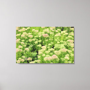 Sedum (Autumn Joy) Canvas Print