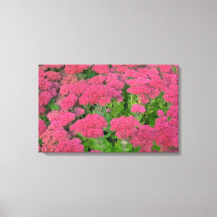 Sedum Autumn Joy Canvas Print