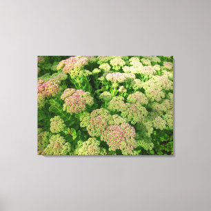 Sedum Autumn Joy Canvas Print
