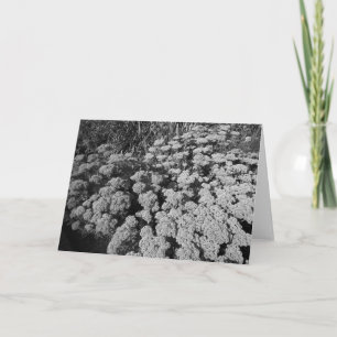 Sedum Autumn Joy Card