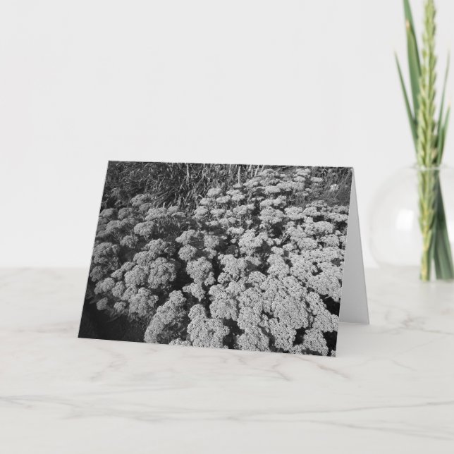 Sedum Autumn Joy Card (Front)