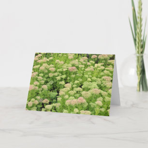 Sedum Autumn Joy Card