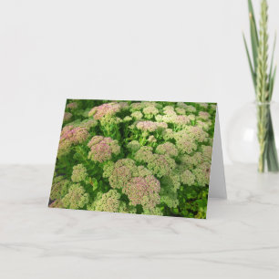 Sedum Autumn Joy Card