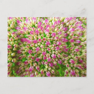 Sedum Autumn Joy Postcard