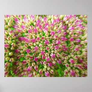 Sedum Autumn Joy Poster