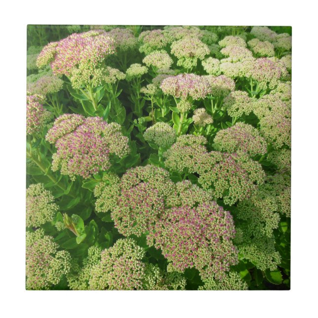 Sedum "Autumn Joy" Tile (Front)