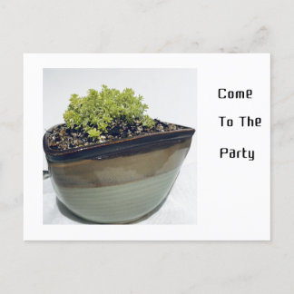 Sedum in a Triangular Pot Invitation Postcard