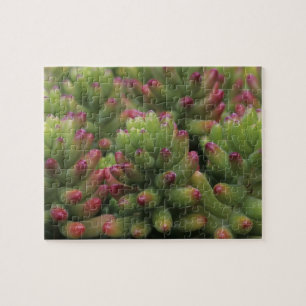 Sedum plant, Arizona-Sonora Desert Museum, Jigsaw Puzzle