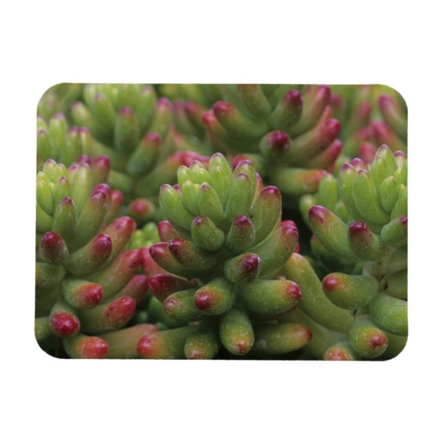 Sedum plant, Arizona-Sonora Desert Museum, Magnet (Horizontal)