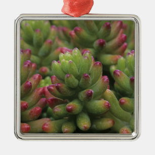 Sedum plant, Arizona-Sonora Desert Museum, Metal Tree Decoration