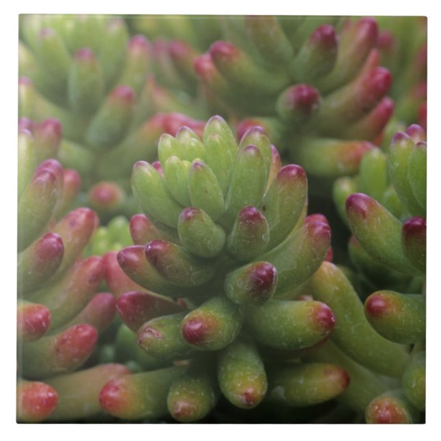 Sedum plant, Arizona-Sonora Desert Museum, Tile (Front)