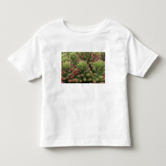Sedum plant, Arizona-Sonora Desert Museum, Toddler T-Shirt (Front)