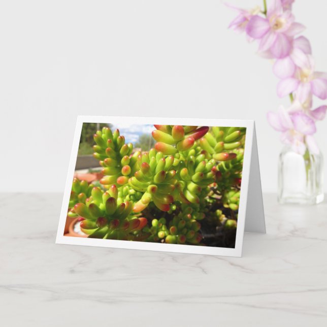 Sedum Rubrotinctum, Succulent Jelly Bean Plant Card (Orchid)