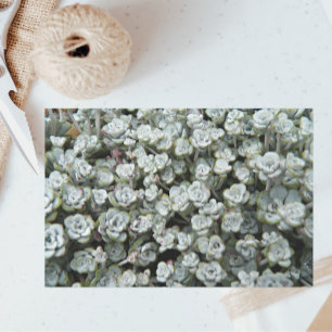 Sedum Spathulifolium Stonecrop Floral Tissue Paper