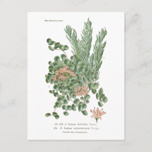 Sedum species postcard (Front)