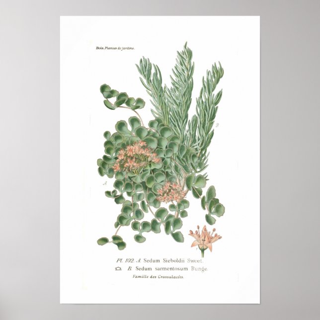 Sedum species poster (Front)