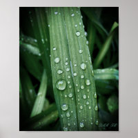 See raindrops on leaf matte poster.