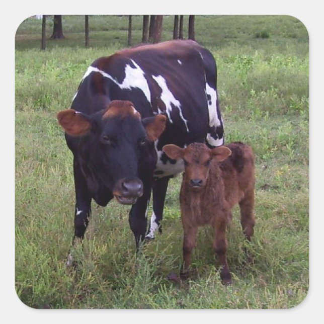 See the Resemblance? Stickers (Front)