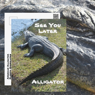 See You Later Alligator Everglades Photographic Postcard