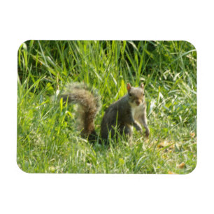 See You Squirrel Flexible Magnet