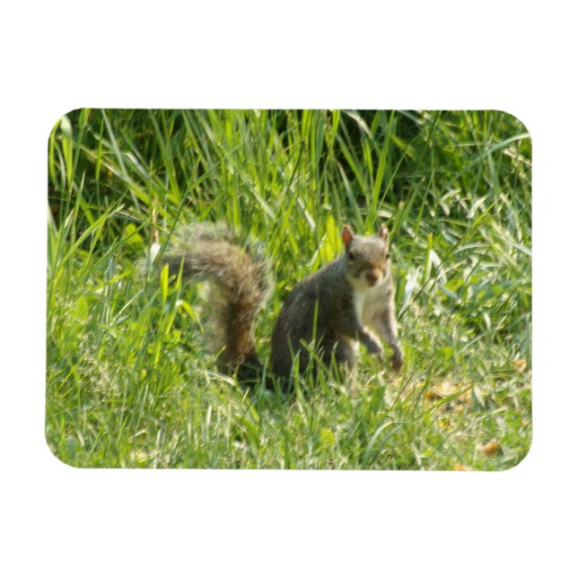 See You Squirrel Flexible Magnet (Horizontal)