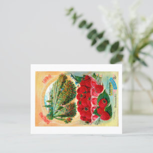 Seed Packets.  Postcard