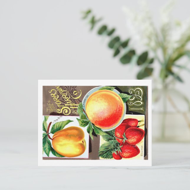 Seed Packets.  Postcard (Standing Front)