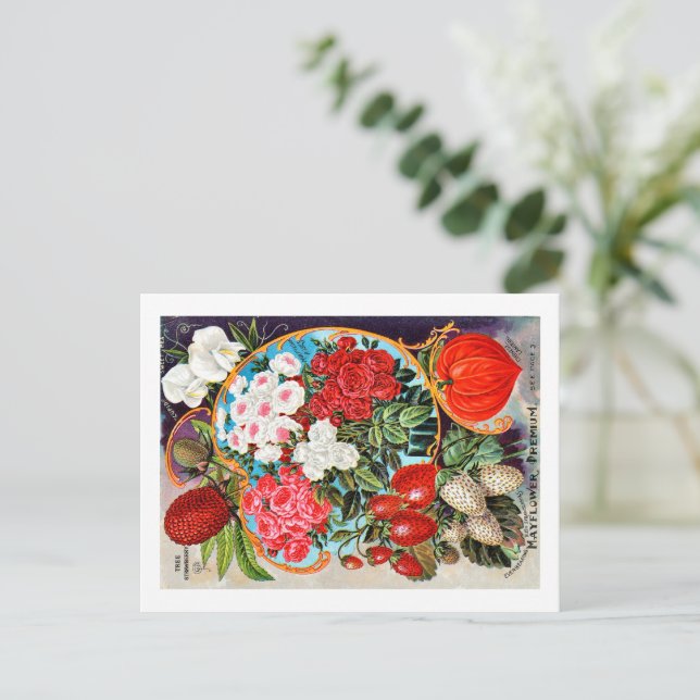 Seed Packets.  Postcard (Standing Front)